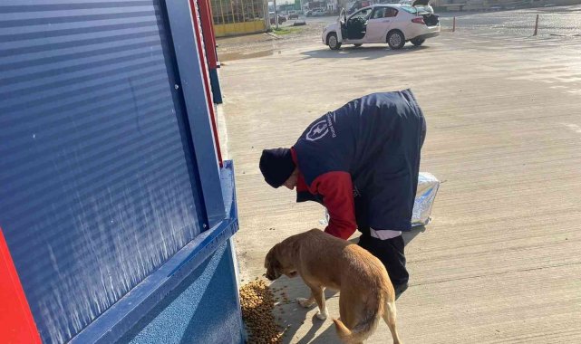 Sokak hayvanlarını elleriyle beslediler