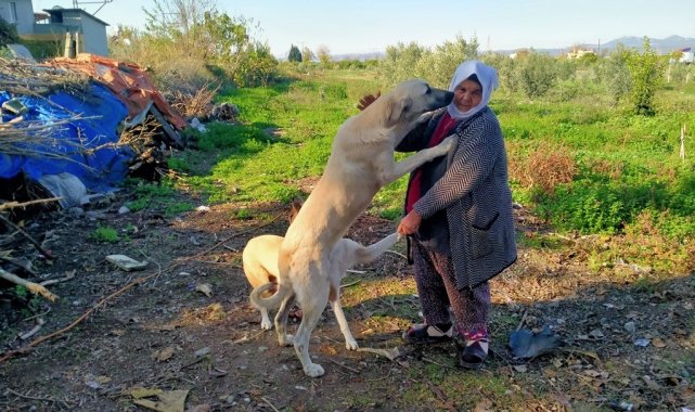 Sokak hayvanlarının Fadimeana'sı