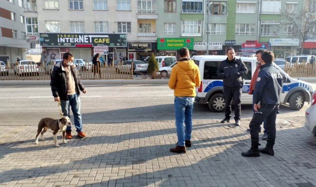 Sokakta başıboş gezen pitbul yakalanarak, barınağa teslim edildi