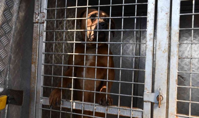 Sokakta büyük tehlike, sahipleri Pitbulları sokağa terk etmeye başladı