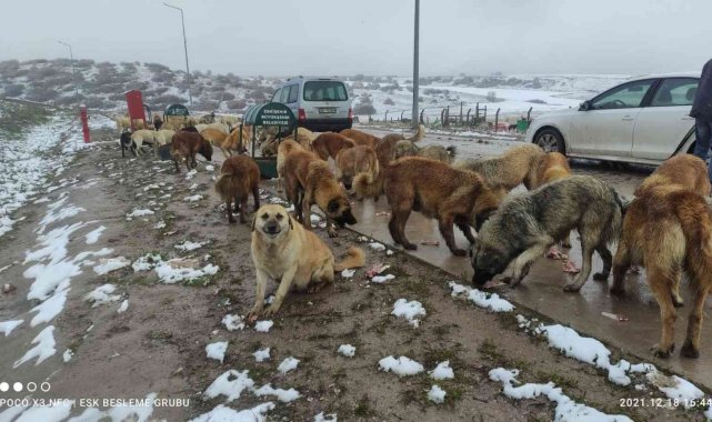 Sokakta yaşayan canlıları yalnız bırakmadılar
