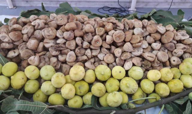 Söke'de aşırı sıcaktan etkilenen 34 incir üreticisine ödeme yapılacak