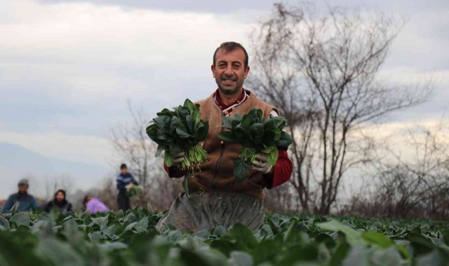 Sonbaharın gözde sebzesi ıspanakta hasat zamanı