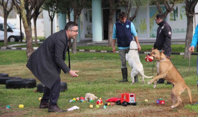 Suça karışmış köpekler oyuncaklarla rehabilite ediliyor