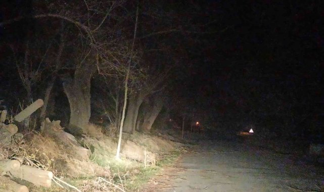 Şuhut'ta lodos ağaçları kökünden devirdi