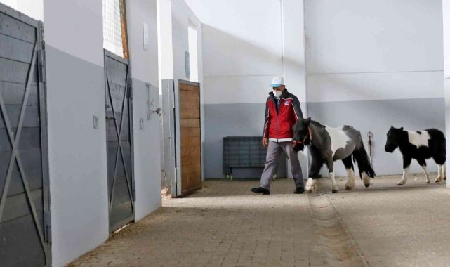 Sultangazi'de binicilik tesislerindeki atların bakımı özenle yapılıyor