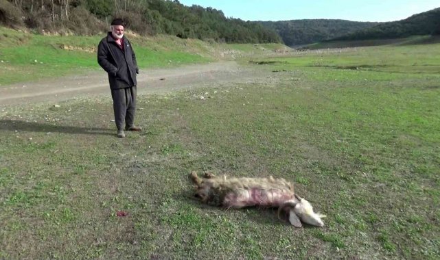 Sultangazi'de köpeklerin saldırısına uğrayan keçi telef oldu
