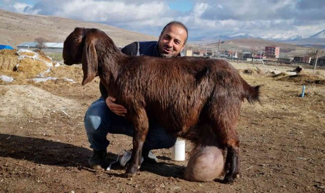 Süt fabrikası gibi keçi