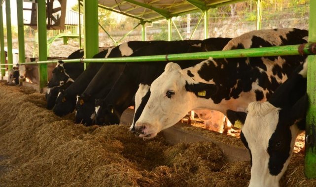 Sütte fiyat artışının sebebi besiciler değil