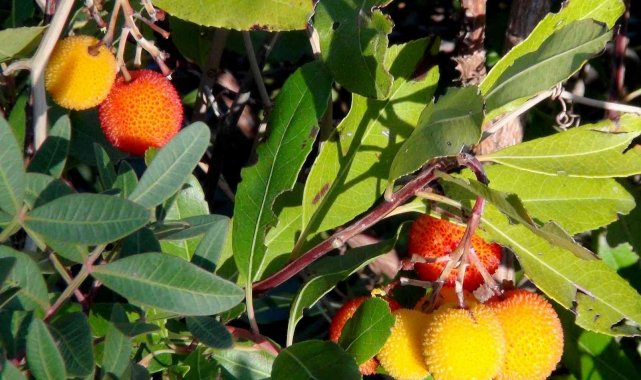 Tabiattaki binlerce yıllık şifa iksirleri