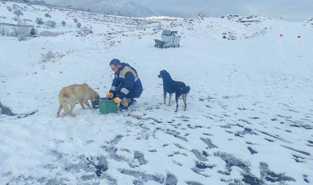 Talas Belediyesi'nden sokak hayvanları için 40 besleme noktası