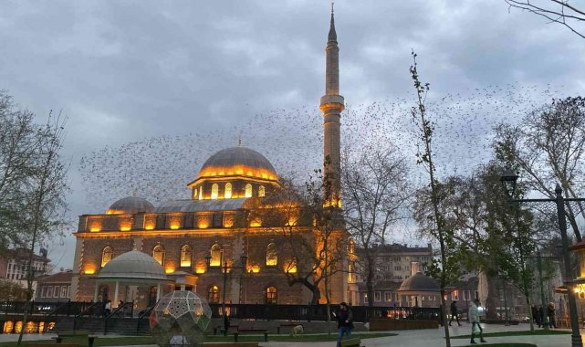 Tarihi cami üzerinde sığırcıkların görsel şöleni