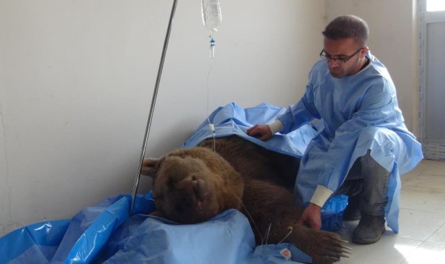 Tedavi altındaki ayı telef oldu