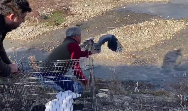 Tedavisi tamamlanan gri balıkçıl doğaya salındı