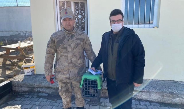 Tedavisi yapılan atmaca doğaya bırakıldı