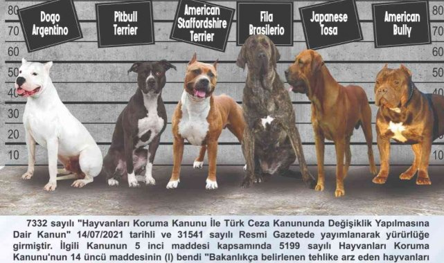 Tehlike arz eden köpek ırklarında kayıtlar için son tarih 14 Ocak