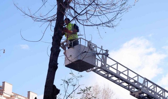 Tehlike oluşturan ağaçlar budandı