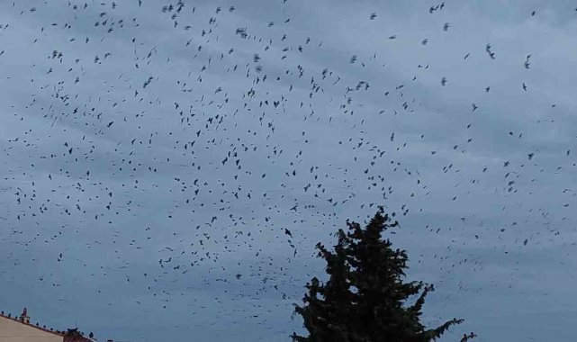 Tekirdağ'da karga istilası: Gökyüzünde korku sahnelerini aratmayan görüntüler