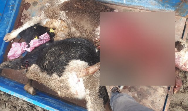 Tekirdağ'da kurtlar ahıra saldırdı, çok sayıda hayvan telef oldu