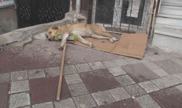 Temizlik işçisinin süpürgesini alıp kaçan sokak köpeği kamerada