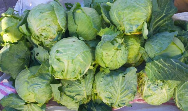 Tescillenmesi istenen Alucra Lahanası üreticinin yüzünü güldürdü