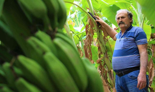Tescilli Erdemli muzu geçim kaynağı oldu