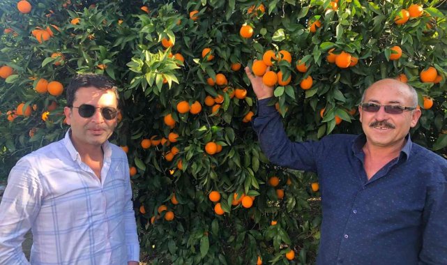 Tescilli Kozan portakalında hasat başladı