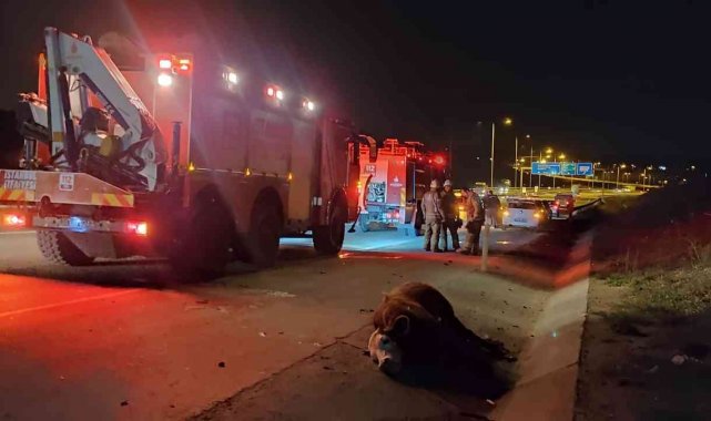 Ticari taksinin çarptığı büyükbaş hayvan telef oldu