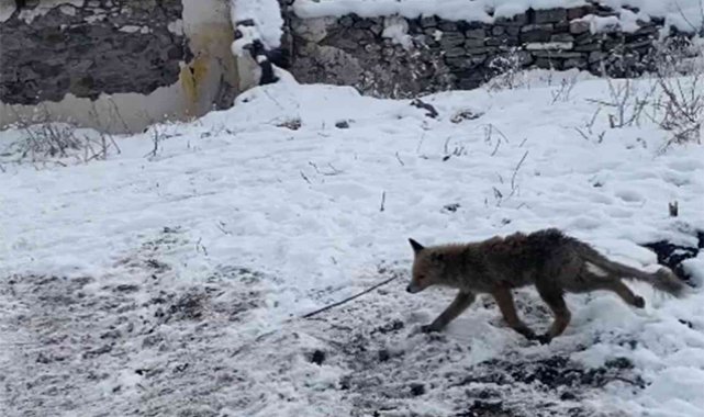 Tilki rahatlığı ile şaşırttı