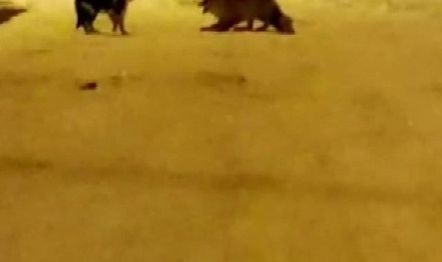 Tilki ve kedinin kavgası gülümsetti