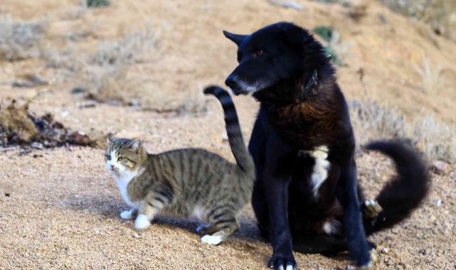 Titus ile Pamuk'un dostluğu ilgi çekiyor
