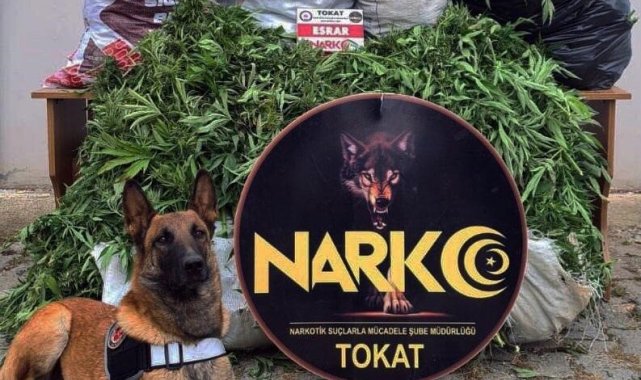 Tokat merkezli 6 ilde uyuşturucu operasyonu: 13 tutuklama