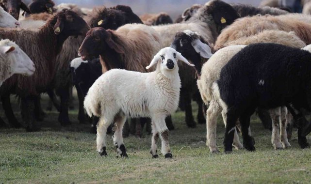 Tokat'ta 80 bininci koyun dağıtıldı