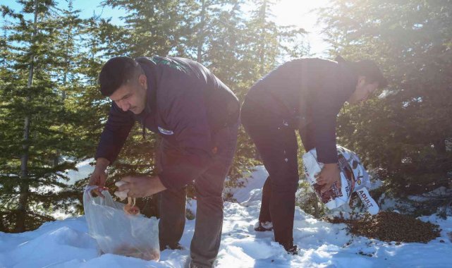 Toros dağlarında yaban hayvanlarına yem