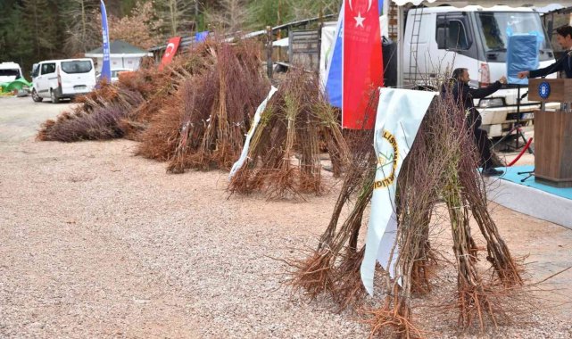 Trabzon hurması Uludağ çileğine rakip olacak
