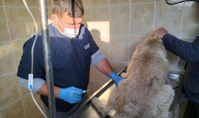 Trafik dubalı saldırıya maruz kalan o köpek emin ellerde