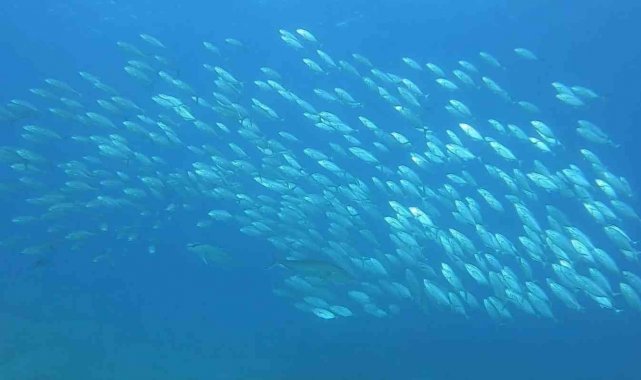 Tral sürüsünün av olmamak için aldığı şekil görenleri hayrete düşürdü