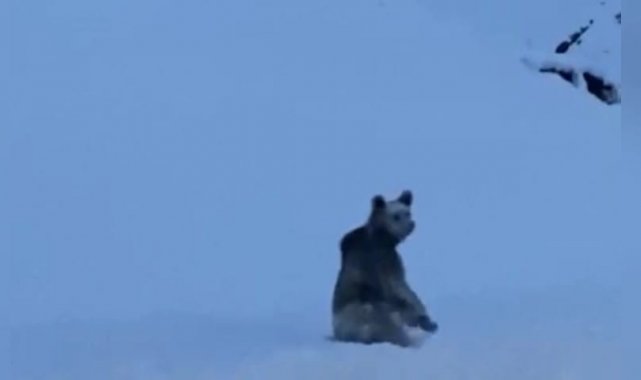 Tunceli&#039;de karlı yollarda boz ayı görüntülendi