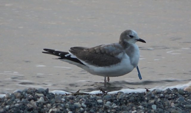 Türkiye&#039;de ilk...Hatay&#039;da çatal kuyruklu martı görüntülendi