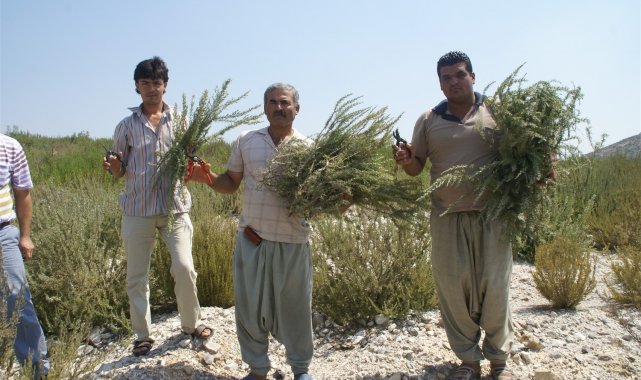 Türkiye&#039;deki biberiye üretiminin yüzde 90&#039;ı Mersin&#039;de yapılıyor