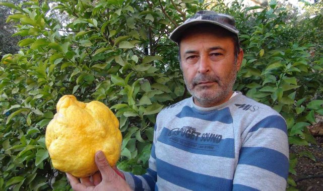 Türkiye'nin en büyük limonu 2 kilo 40 gram