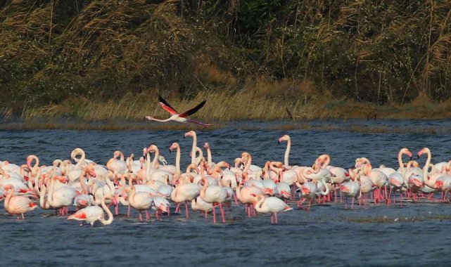 Türkiye'nin en değerli sulak alanlarından Hersek Lagününde görsel şölen