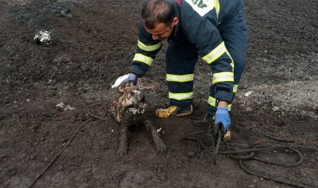 Üç köpek balçıkta mahsur kaldı