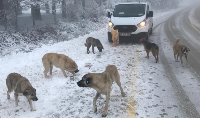 Uludağ'daki can dostlara Osmangazi şefkati