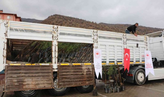 Uludereli çiftçilere 7 bin 800 fide dağıtıldı