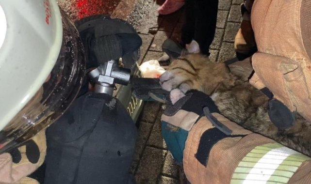 Üsküdar&#039;da dumandan etkilenen kedi, oksijen tüplü müdahale ile hayata tutundu