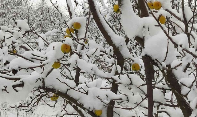 Üzeri kar birikmiş sarı renkli elmalar kartpostallık görüntü oluşturdu