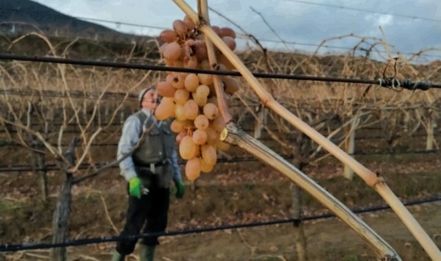 Üzüm bağlarında budama çalışmaları başladı