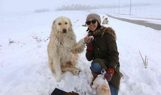 Van Büyükşehir Belediyesi sokak hayvanlarını yalnız bırakmıyor