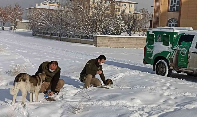 Van polisi sokak hayvanları için seferber oldu